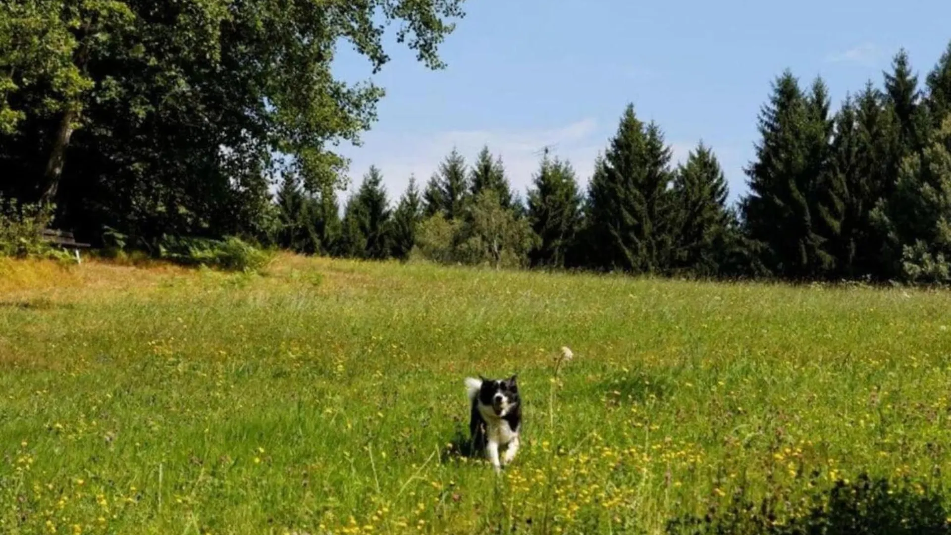 Comfort Apartment With Balcony In The Beautiful Bavarian Forest Drachselsried Holiday home