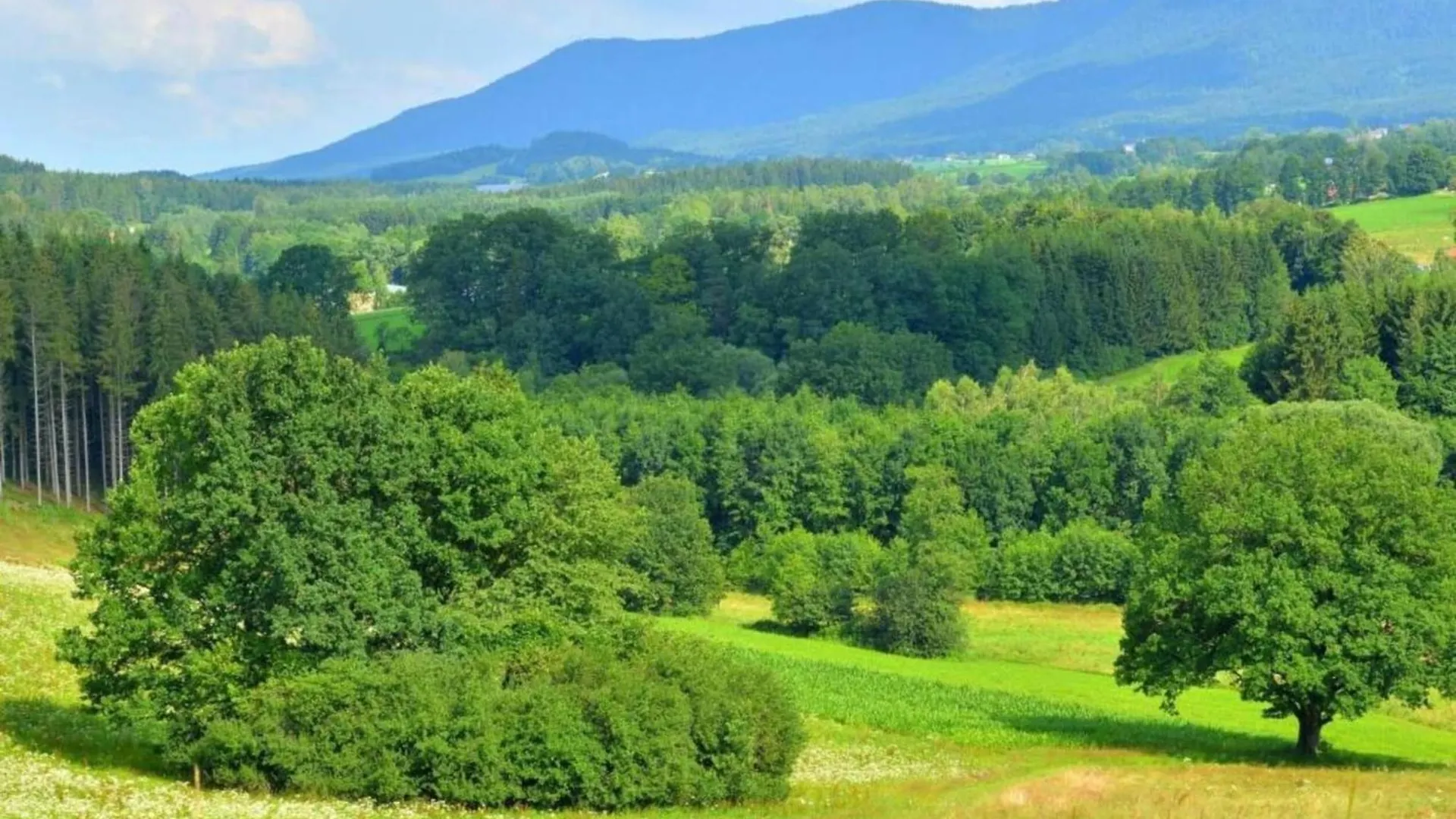Vakantiehuis Comfort Apartment With Balcony In The Beautiful Bavarian Forest Drachselsried